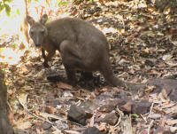 Friendly wallaby in Kakadu