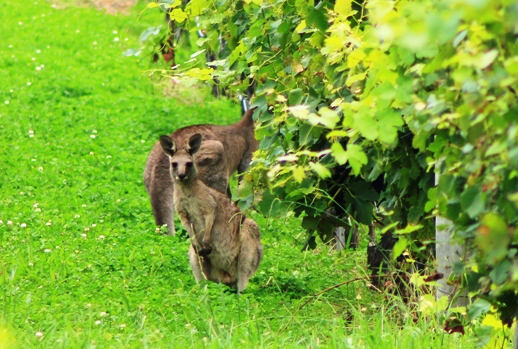 Wild kangaroos in vineyards 