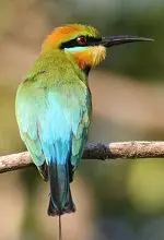 Rainbow Bee Eater kakadu tour Rainbow Bee Eater kakadu wet season tour