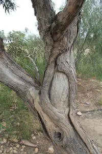 Burke & Wills Tree