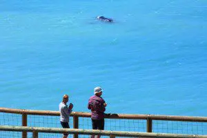Nullarbor Great Australian Bight Ciffs Tour nullarbor-bight-whale-watching-10