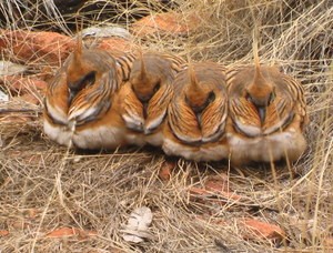 Spinifex Pigeons Kings Canyon Tour