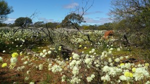 Western Australian Wildflowers Tours