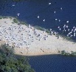 Lake-Eyre-tours-flights-pelicans