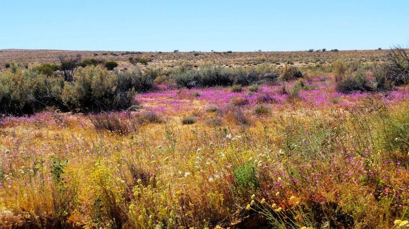 Simpson Desert wildflowers tours