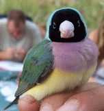 Gouldian Finch