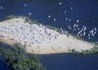 Lake Eyre Tours & Flights - Birds & Pelicans at Lake Eyre