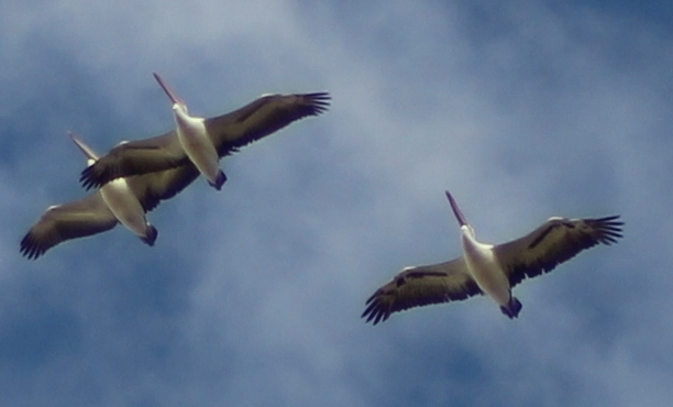 Pelicans Cooper Creek Innamincka 