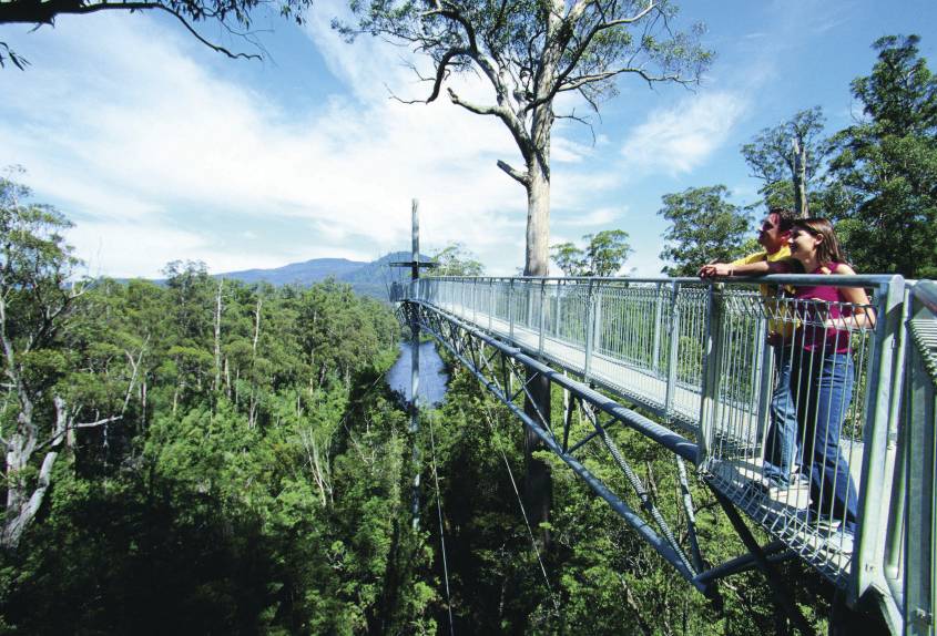 Tasmanian Wilderness Explorer 4WD Tours- Forest Canopy Walk 