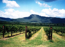 wine country wollombi.JPG (408552 bytes)