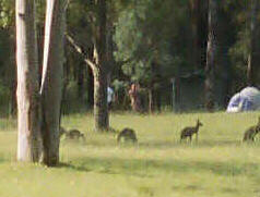 Wild Kangaroos Blue Mountains Australia tour