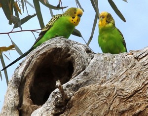 Best mates - Outback Budgies