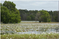 thursday and horn island tours