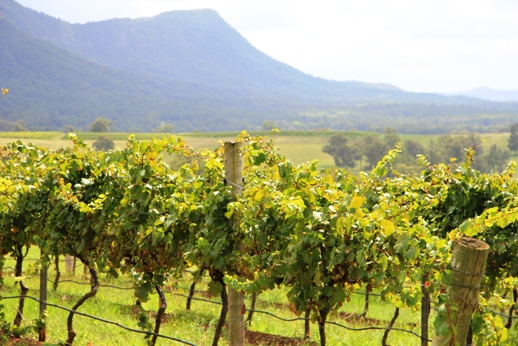 2 day Hunter Valley vineyards tour