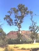 Namatjira’s Twin Gums on MacDonnell Ranges Tours 