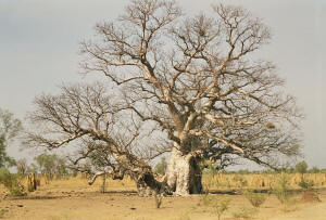 Giant Kimberley Boab Trees