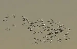 Lake Eyre Tours Flights June July August September 2019 Pelicans on Warburton River