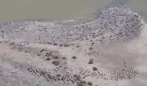 Lake Eyre Tours Flights June July August September 2019 pelicans nesting