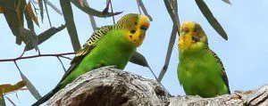 Wild Outback Budgerigars