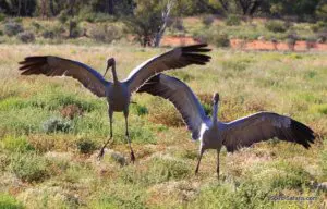Kimberley Broome to Broome via Windjana Gorge Mimbi Caves Bungle Bungles 5 Days