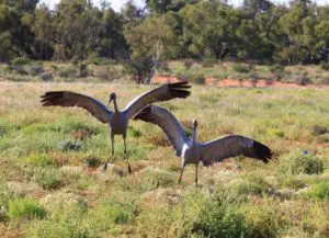 Brolga Dance Channel Corner Country Tours