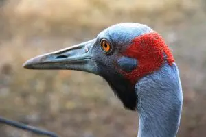 Gulf Savannah Way Tours