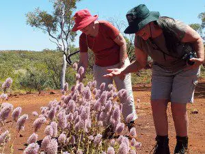 west australia wildflowers tours