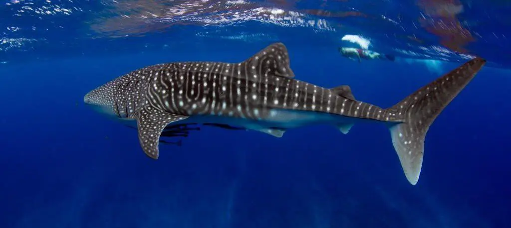 Pilbara Karratha Karijini Ningaloo Tours