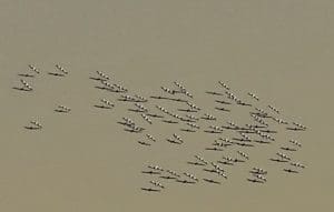 Lake Eyre Tours Flights June July August September 2019 Pelicans on Warburton River