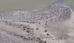 Lake Eyre Tours Flights June July August September 2019 pelicans nesting
