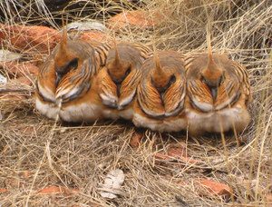 Bird Watching Sanctuary Tours