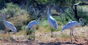Wild Outback Brolgas on Tour