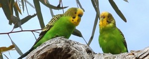 Wild Outback Budgerigars 