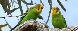 Wild Outback Budgerigars