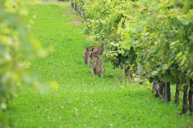 Eastern Grey Kangaroos Hunter Valley Tour