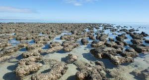 Hamelin Pool Stromatolites WA