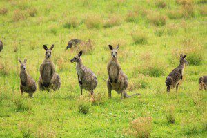 Wild Kangaroos on Hunter Valley Tour 