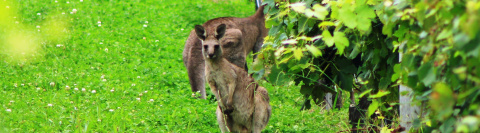 Kangaroos-Vineyards-Wide