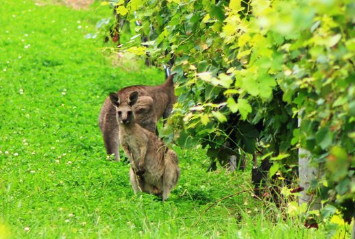 KANGAROOS-VINEYARDS2-20