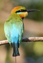 Rainbow Bee Eater kakadu wet season tour