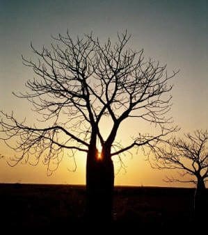 boab-sunsetR001-00509_small