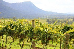 hunter valley wine tour