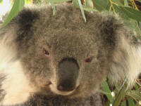 koala outback nsw tour