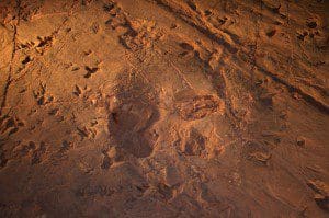 lark-quarry-trackway-11