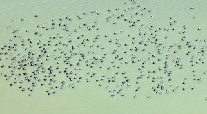 Pelicans on Lake Eyre Flight