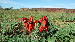 sturts-desert-pea-wildflower-tour150904